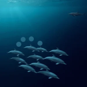 comunicacion-acustica-oceanica