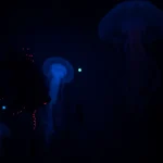 Criaturas abisales: vida en la oscuridad del océano